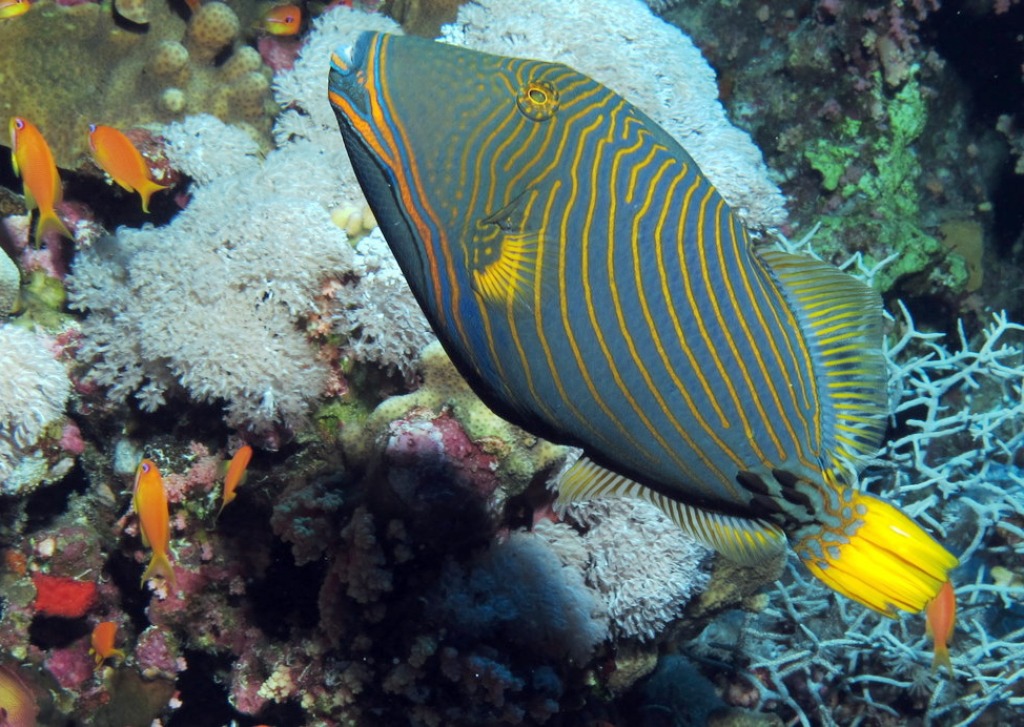Orange Striped Triggerfish, Red Sea, Egypt jigsaw puzzle in Under the Sea puzzles on TheJigsawPuzzles.com