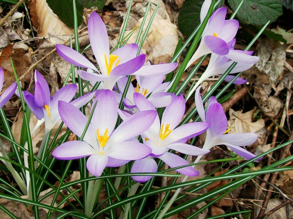 Crocus Flowers jigsaw puzzle in Flowers puzzles on TheJigsawPuzzles.com