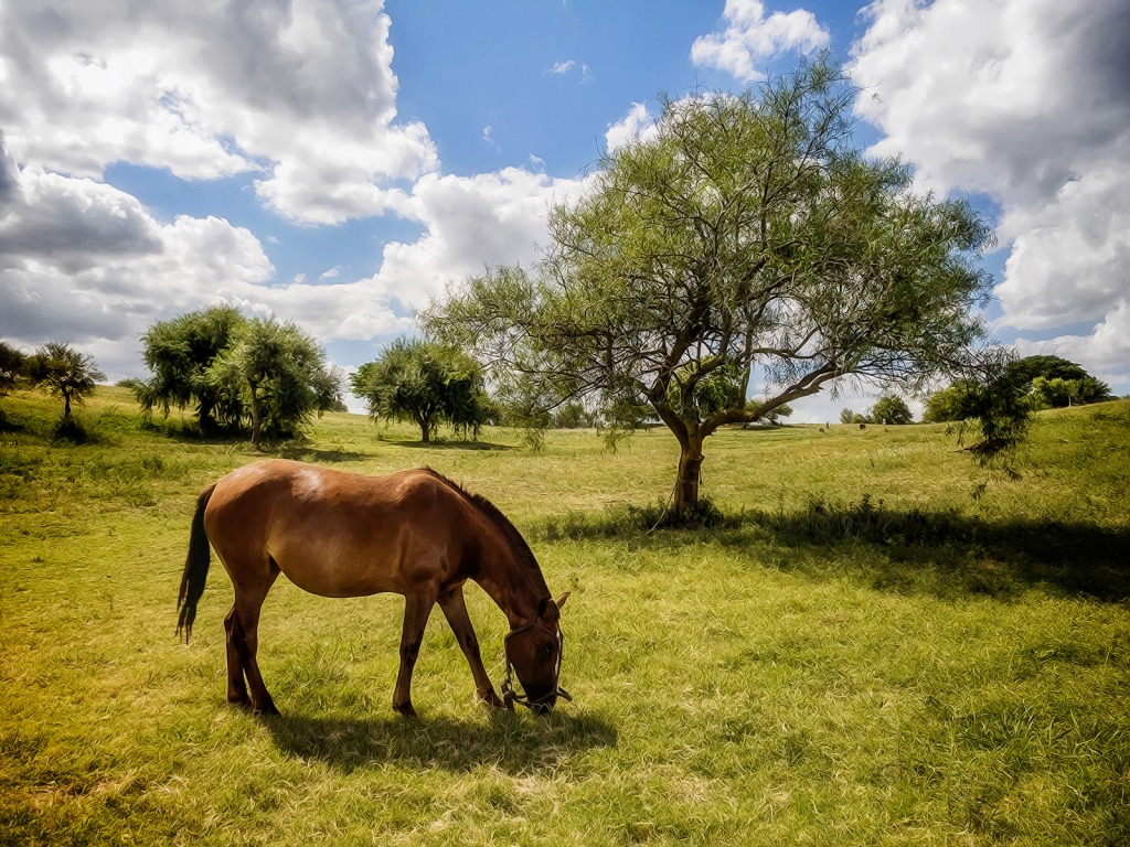 Horses Make a Landscape Look Beautiful jigsaw puzzle in Animals puzzles on TheJigsawPuzzles.com