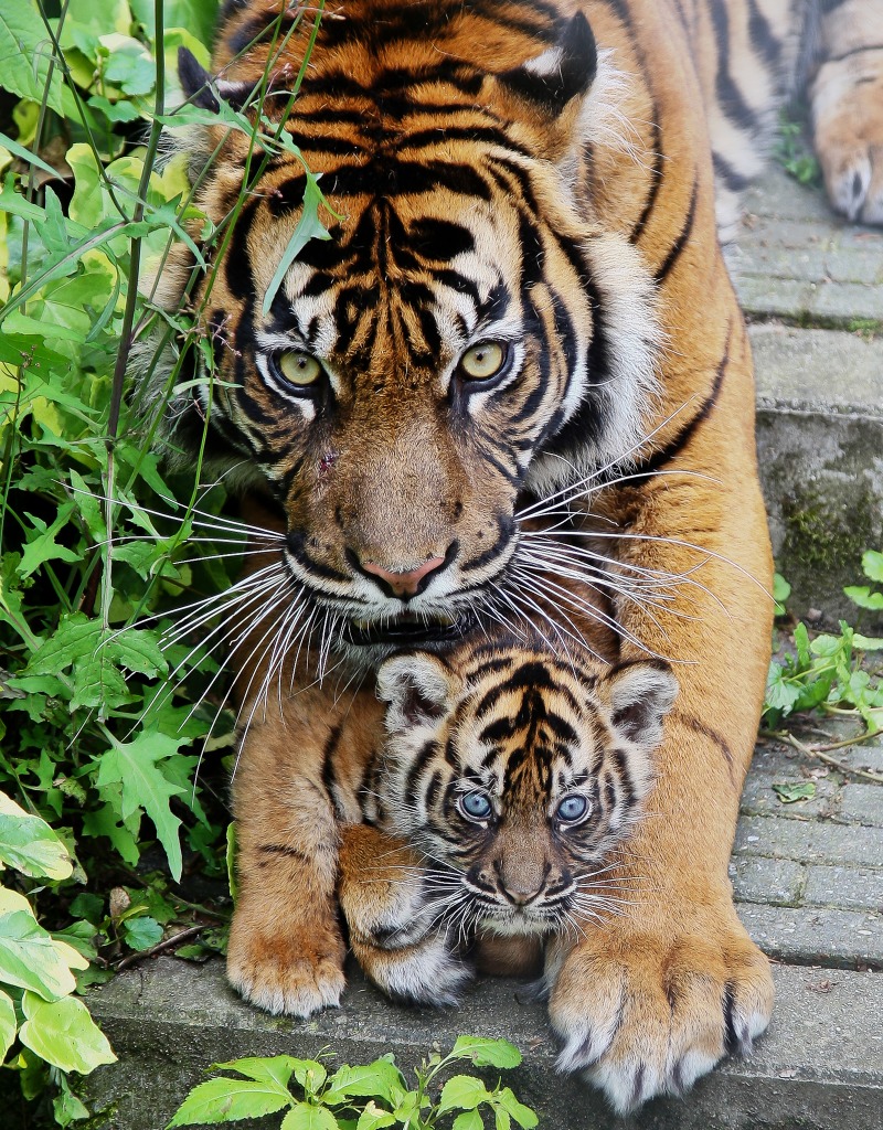 Young Tiger Cubs jigsaw puzzle in Animals puzzles on TheJigsawPuzzles.com