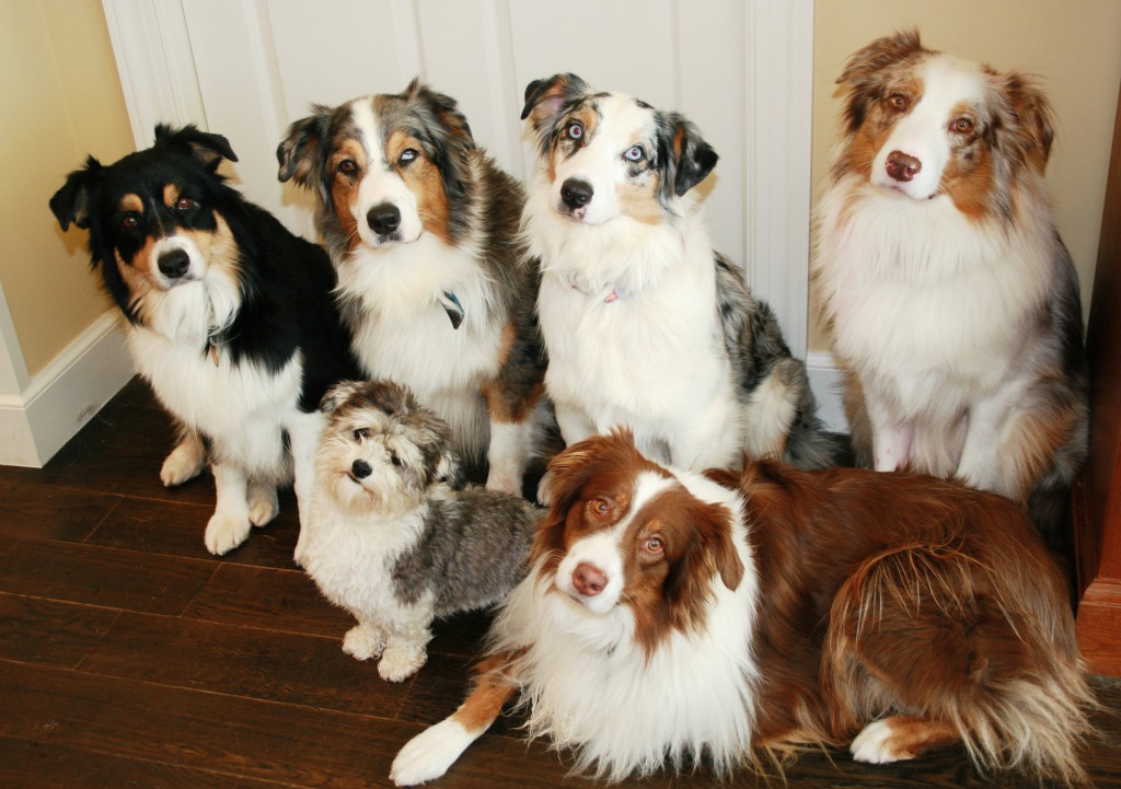 Australian Shepherds and a Havanese jigsaw puzzle in Puzzle of the Day puzzles on TheJigsawPuzzles.com