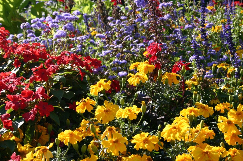Colombi Park Flowers jigsaw puzzle in Flowers puzzles on TheJigsawPuzzles.com