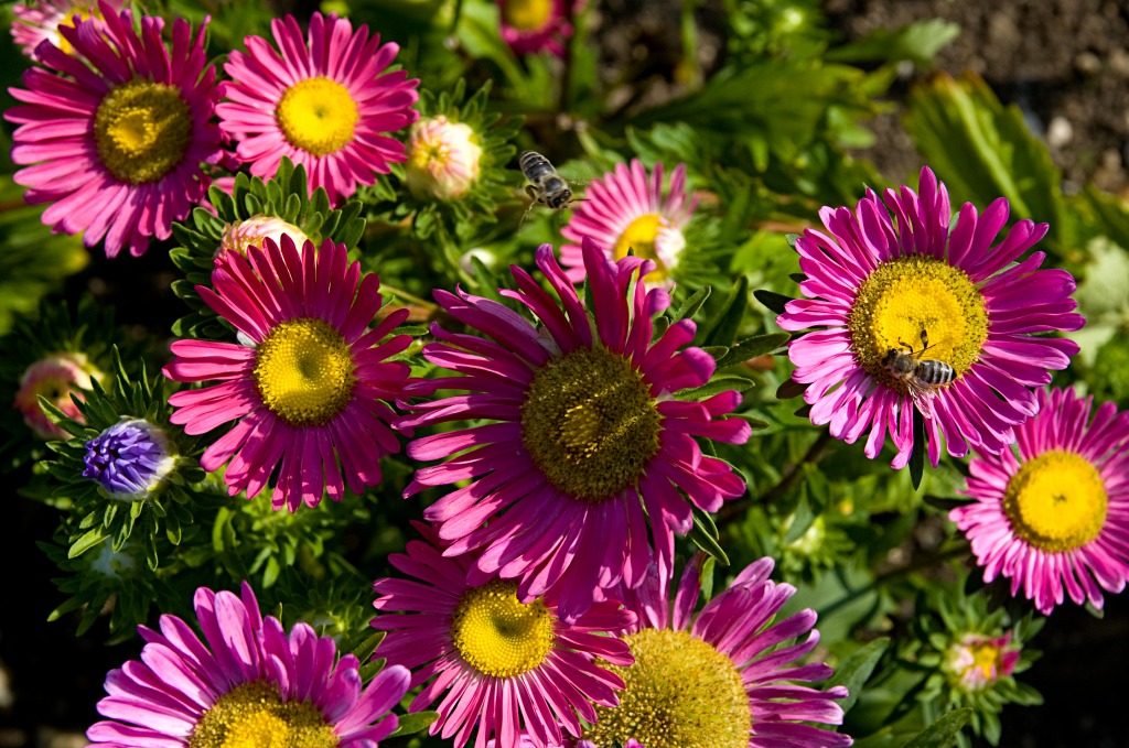 Flowers and Bees jigsaw puzzle in Flowers puzzles on TheJigsawPuzzles.com