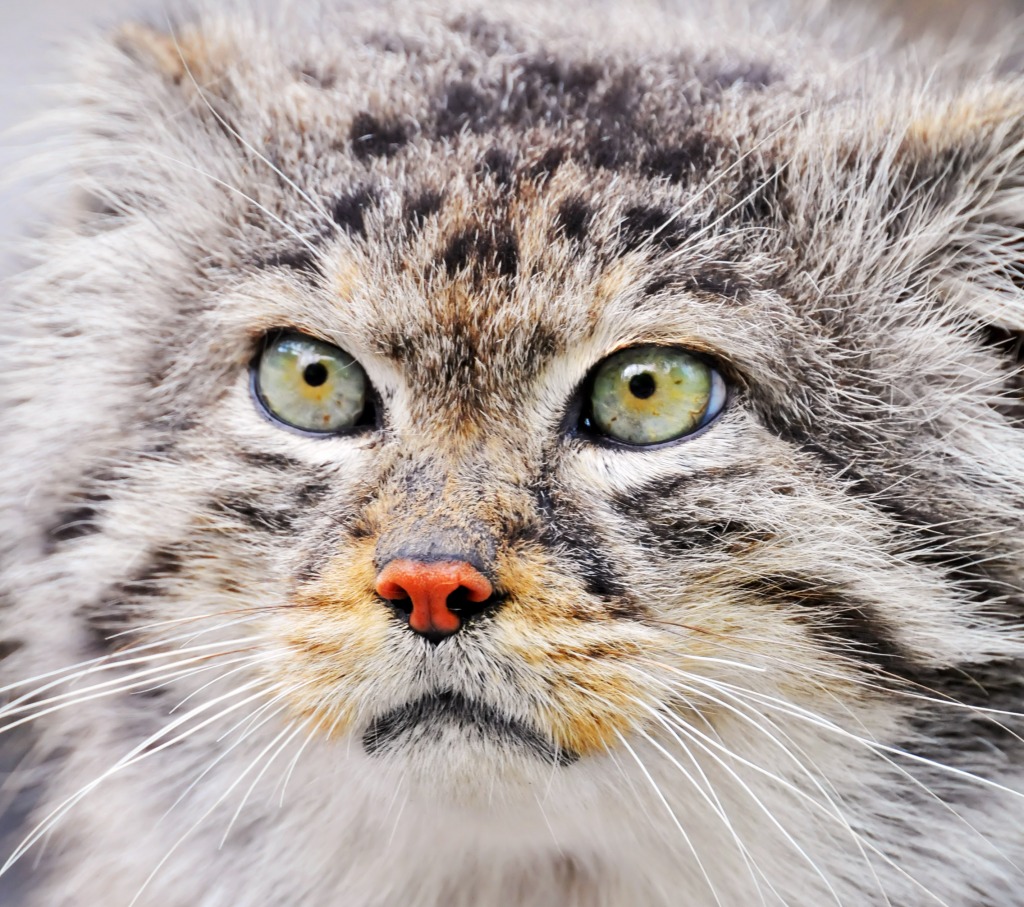 Male Pallas's Cat (Manul) jigsaw puzzle in Macro puzzles on TheJigsawPuzzles.com