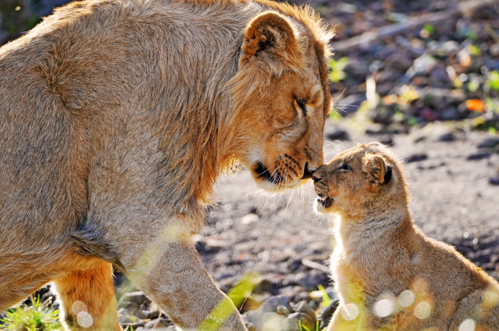 Lion Brothers Nose to Nose jigsaw puzzle in Animals puzzles on TheJigsawPuzzles.com