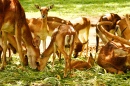 Deer in Bannerghatta National Park, India