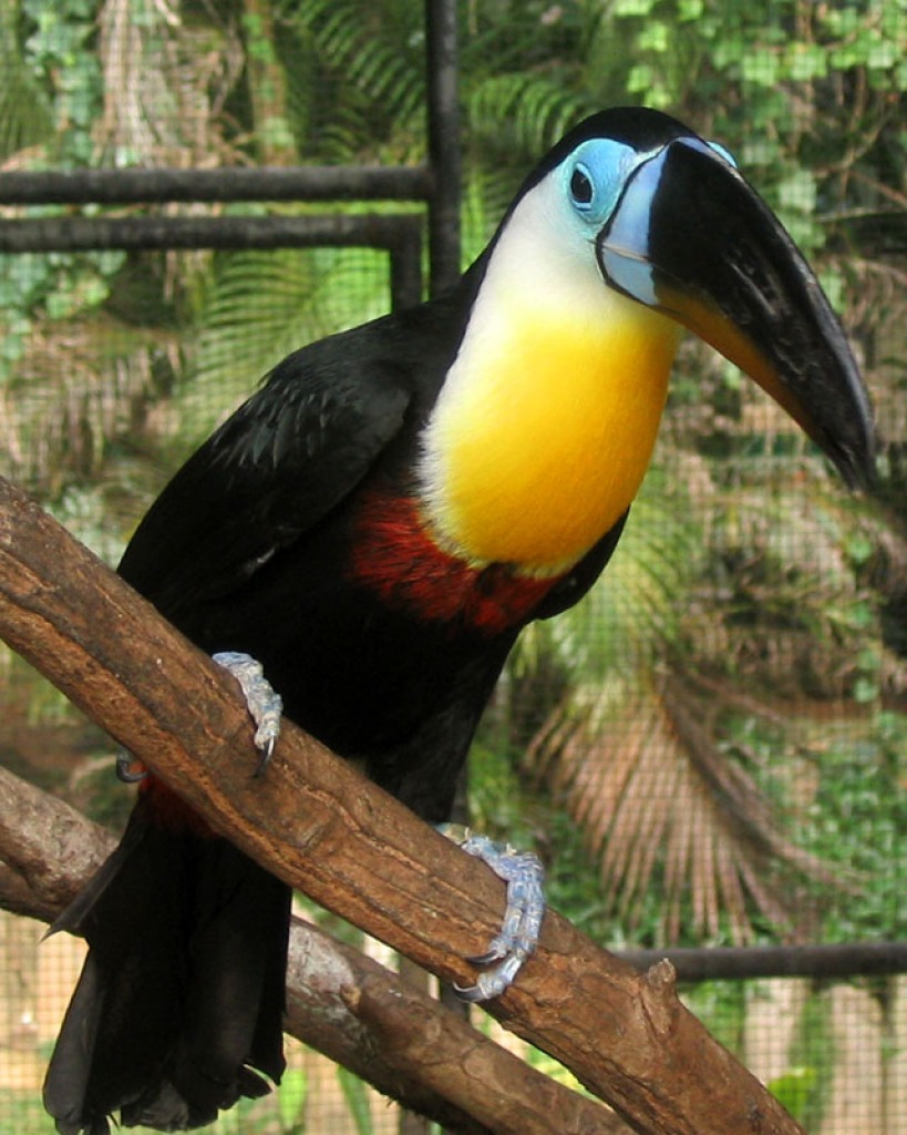 Toucan jigsaw puzzle in Animaux puzzles on TheJigsawPuzzles.com
