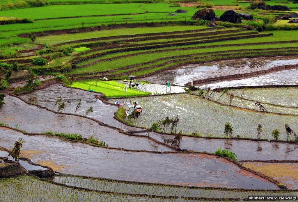 Nagacadan Rice Terraces, Philippines jigsaw puzzle in Great Sightings puzzles on TheJigsawPuzzles.com