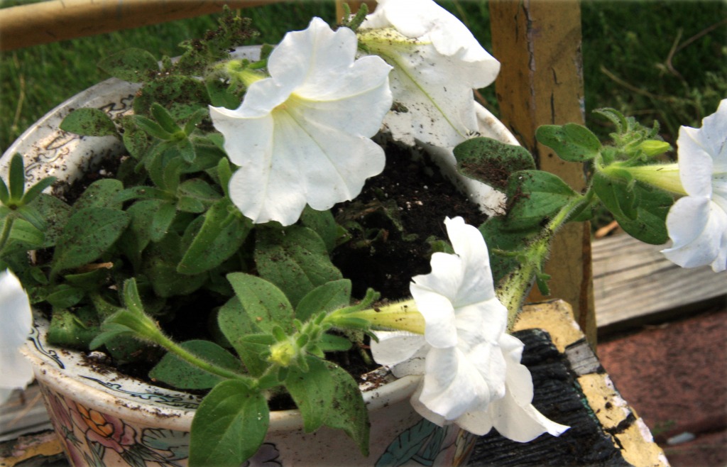 Petunia Power jigsaw puzzle in Flowers puzzles on TheJigsawPuzzles.com