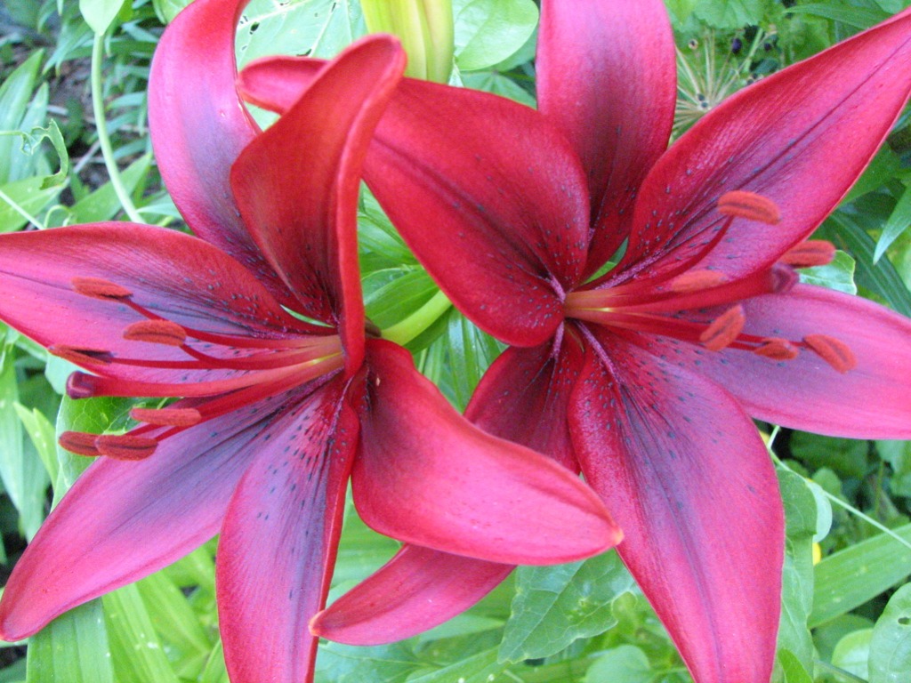 Tiger Lily jigsaw puzzle in Flowers puzzles on TheJigsawPuzzles.com