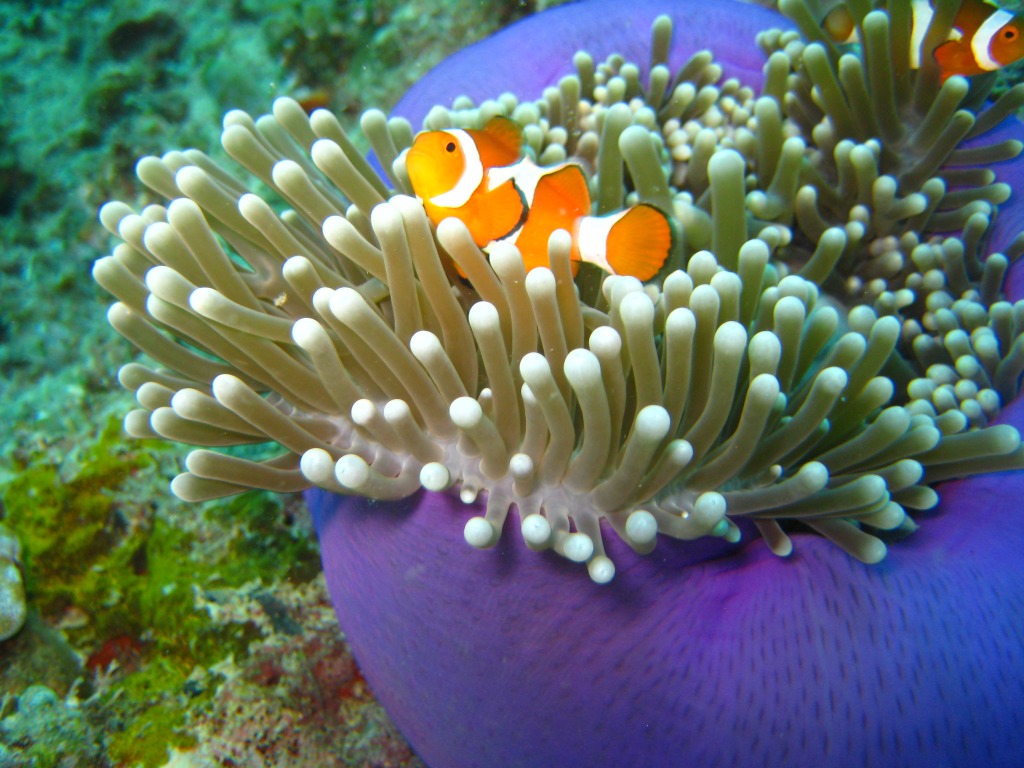 Anemonenfische jigsaw puzzle in Unter dem Meer puzzles on TheJigsawPuzzles.com