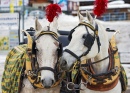 Two Carriage Horses