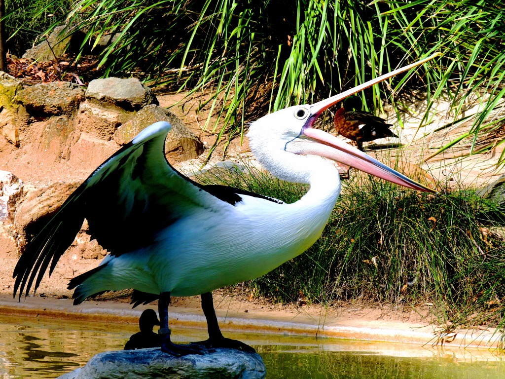 Pelican in Adelaide Zoo jigsaw puzzle in Animals puzzles on TheJigsawPuzzles.com