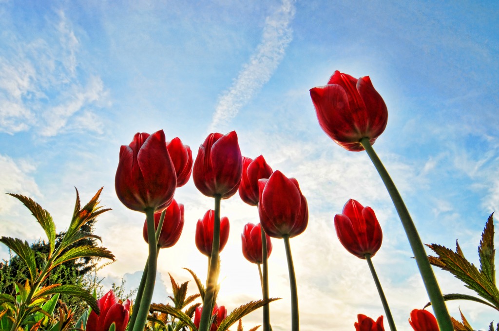 Rote Tulpen jigsaw puzzle in Blumen puzzles on TheJigsawPuzzles.com