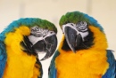 Two Parrot Buddies in Switzerland Zoo