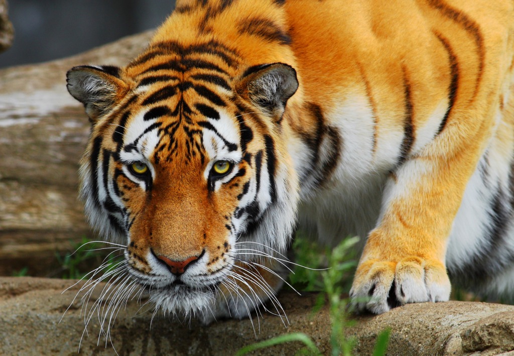 Tigre altaïque jigsaw puzzle in Animaux puzzles on TheJigsawPuzzles.com