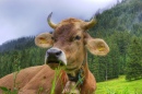 Original Swiss Cow