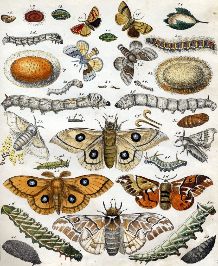 Moths jigsaw puzzle in Puzzle of the Day puzzles on TheJigsawPuzzles.com
