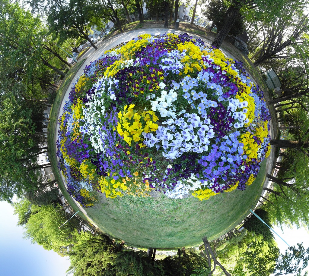 Pansy Planet jigsaw puzzle in Puzzle of the Day puzzles on TheJigsawPuzzles.com