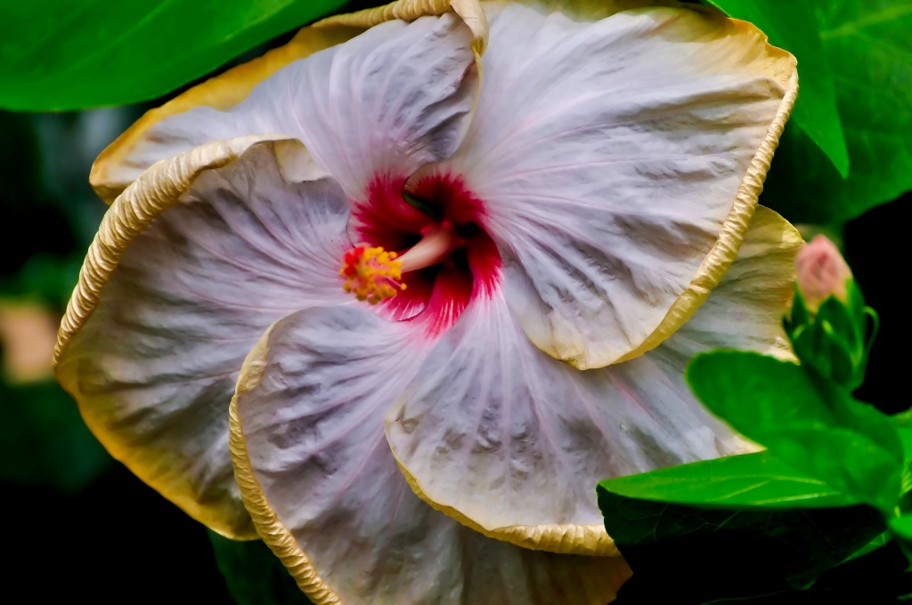 Chinese Hibiscus jigsaw puzzle in Flowers puzzles on TheJigsawPuzzles.com