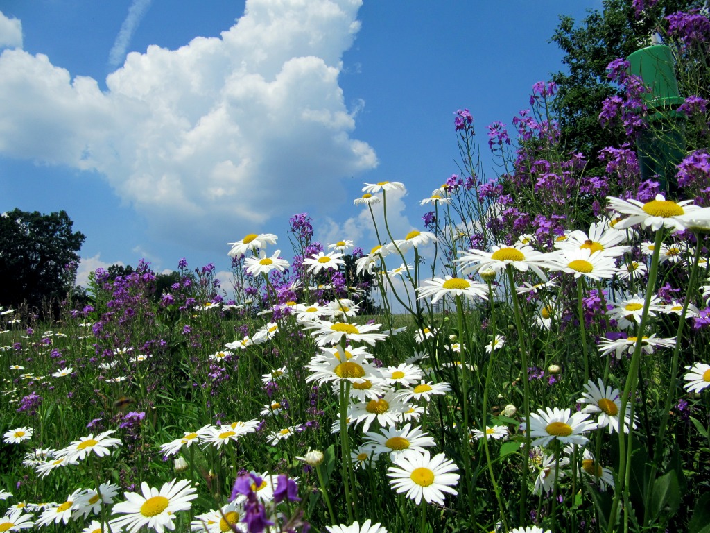 Clouds & Daisies jigsaw puzzle in Flowers puzzles on TheJigsawPuzzles.com
