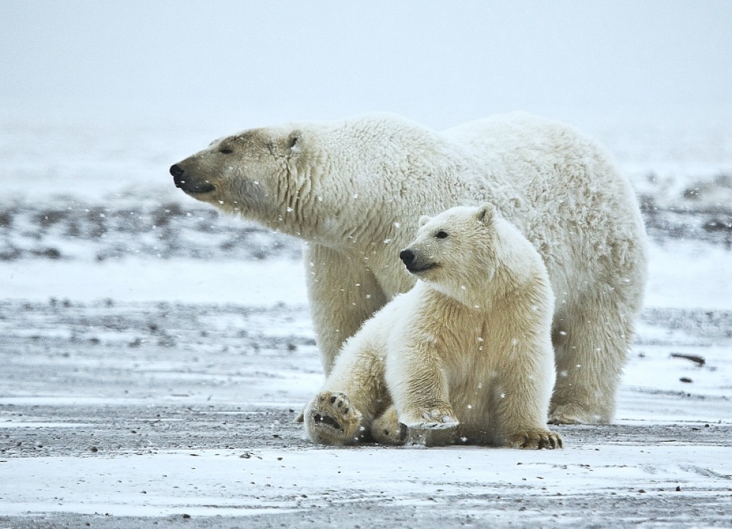 Polar Bear with Cub jigsaw puzzle in Puzzle of the Day puzzles on TheJigsawPuzzles.com