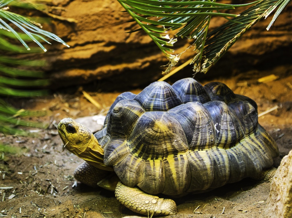 Une grosse tortue jigsaw puzzle in Animaux puzzles on TheJigsawPuzzles.com