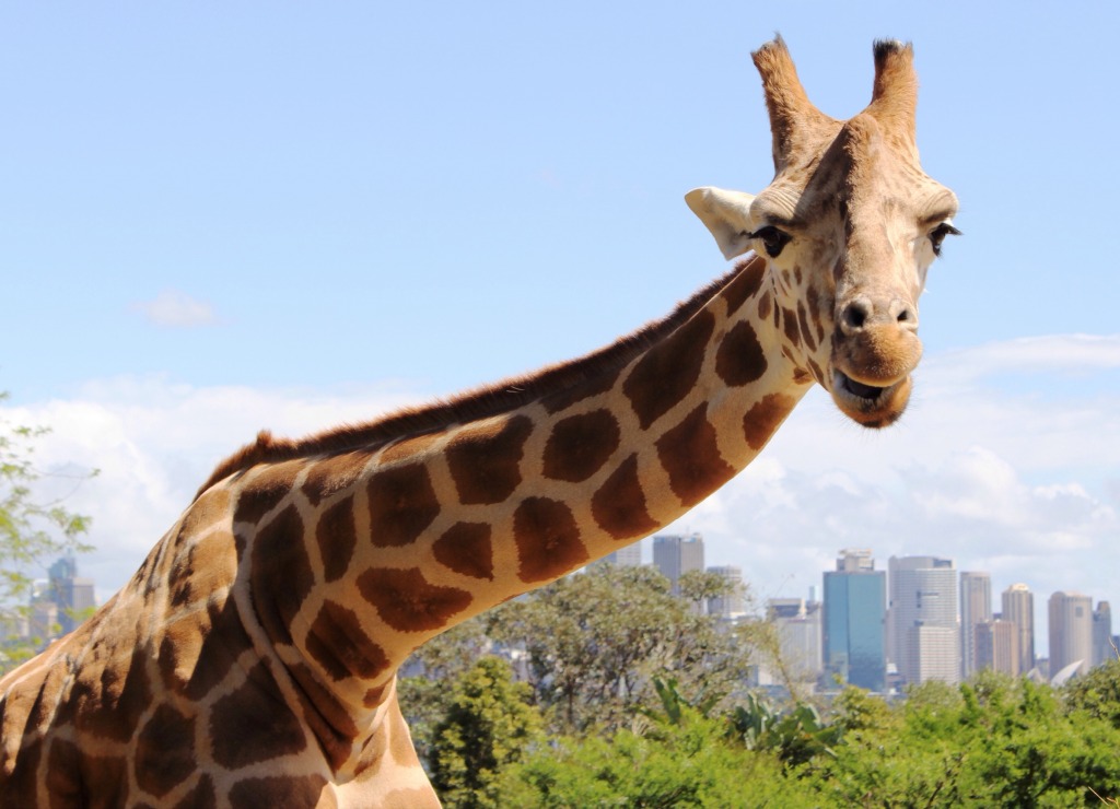 Giraffe, Taronga Park Zoo, Sydney jigsaw puzzle in Tiere puzzles on TheJigsawPuzzles.com