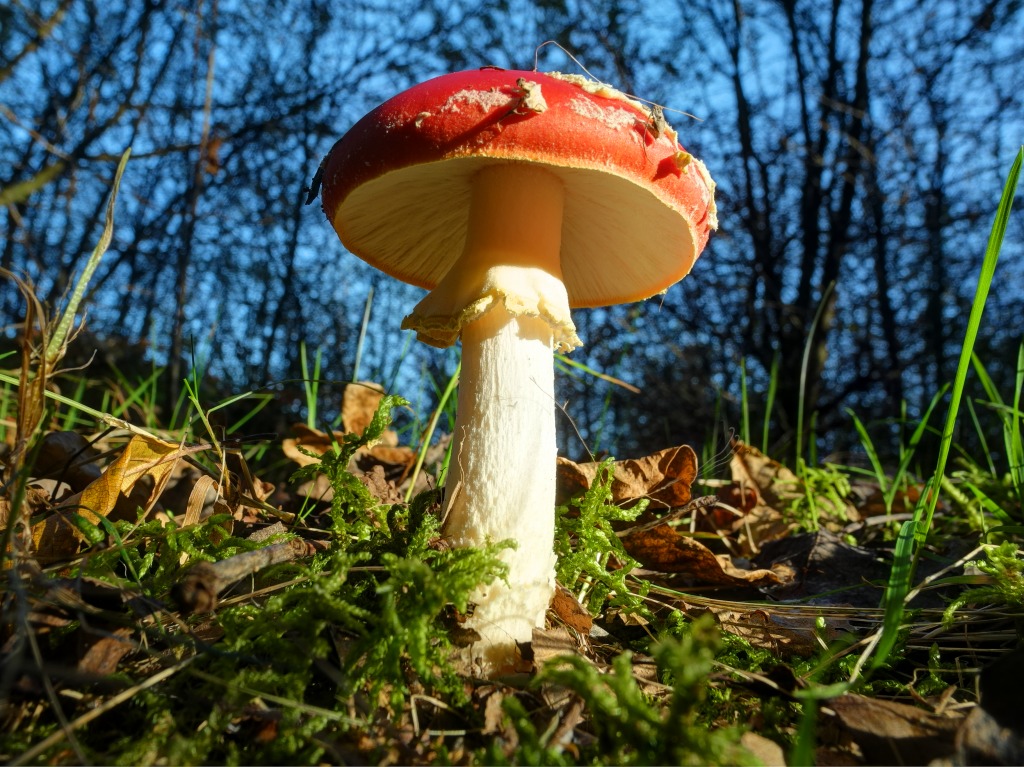 Amanita Muscaria Mushroom jigsaw puzzle in Puzzle of the Day puzzles on TheJigsawPuzzles.com