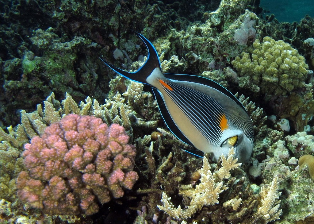 Sohal Surgeonfish, Red Sea, Egypt jigsaw puzzle in Under the Sea puzzles on TheJigsawPuzzles.com