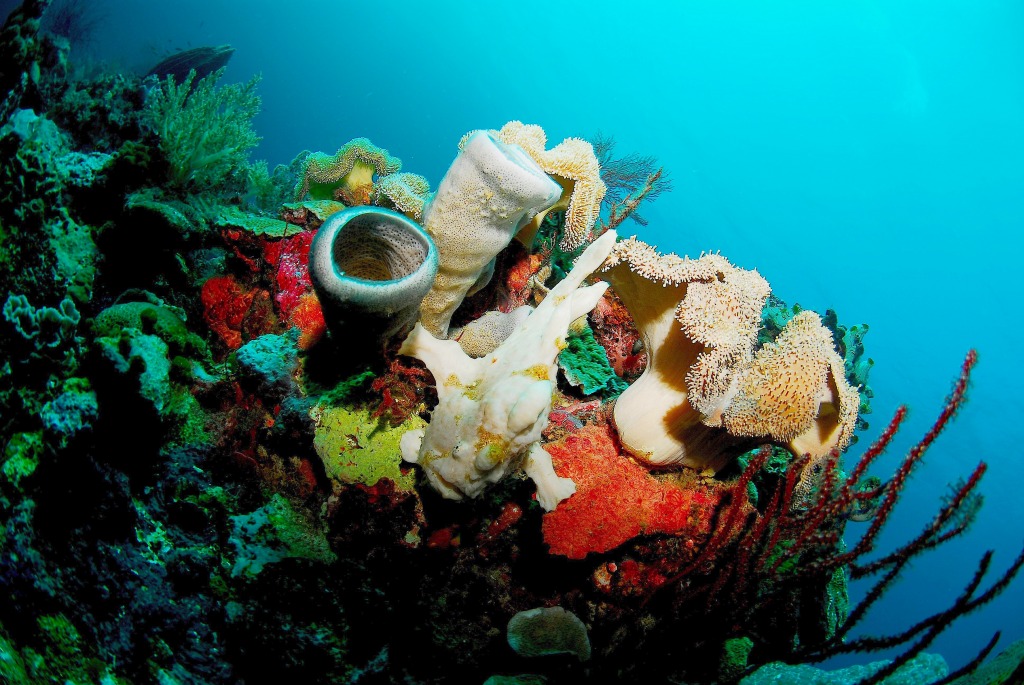 Where Is the Frogfish? jigsaw puzzle in Under the Sea puzzles on TheJigsawPuzzles.com