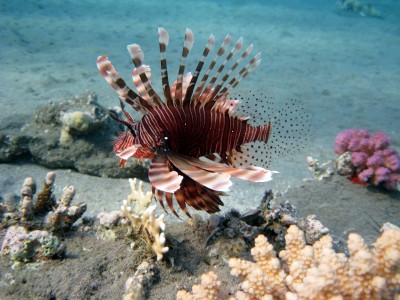 Lionfish jigsaw puzzle in Under the Sea puzzles on TheJigsawPuzzles.com ...