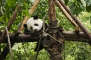 Baby Panda Sleeping