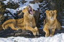 Young Female Lions