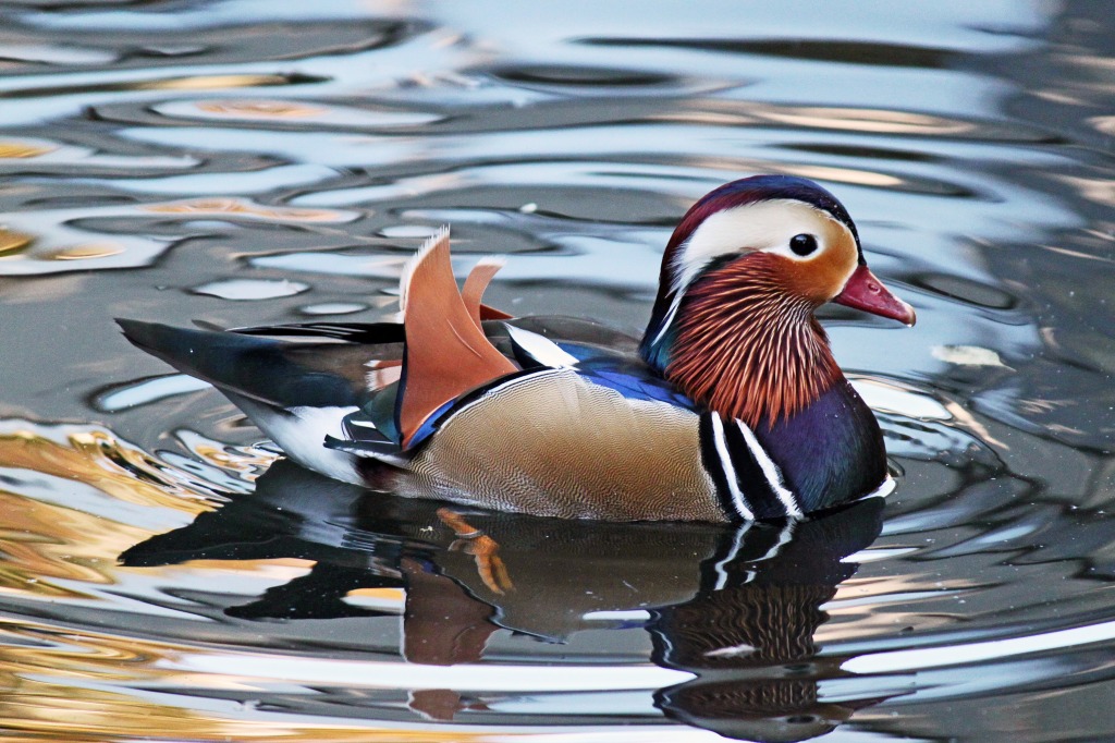 Canard Mandarin, Zoo de Karlsruhe, Allemagne jigsaw puzzle in Animaux puzzles on TheJigsawPuzzles.com