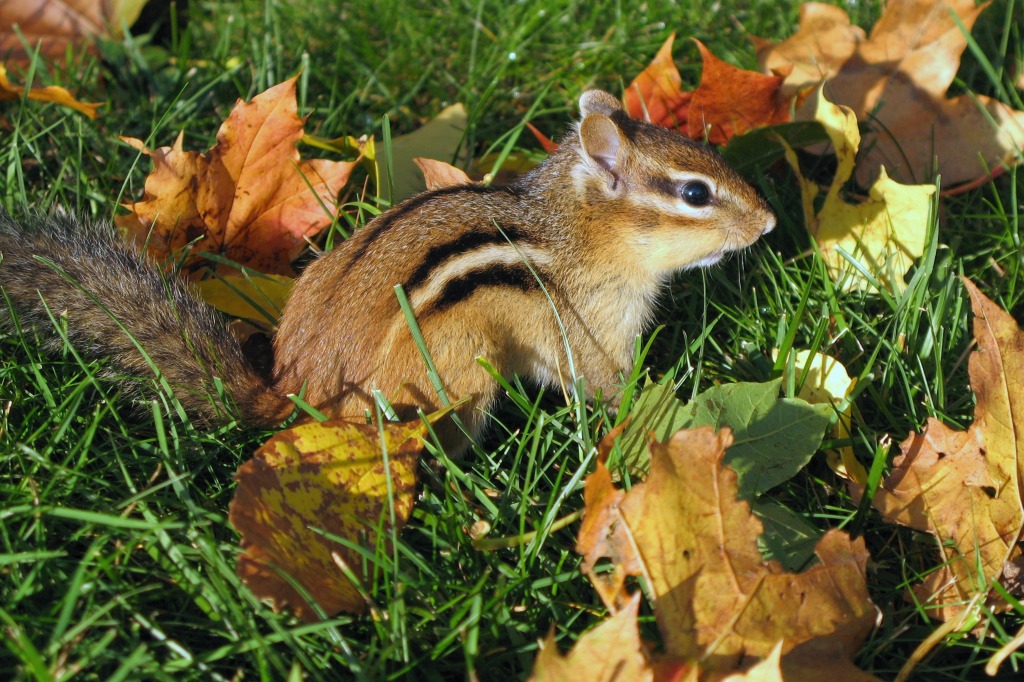 Eastern Chipmunk jigsaw puzzle in Macro puzzles on TheJigsawPuzzles.com