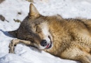 Cute Sleeping Wolf