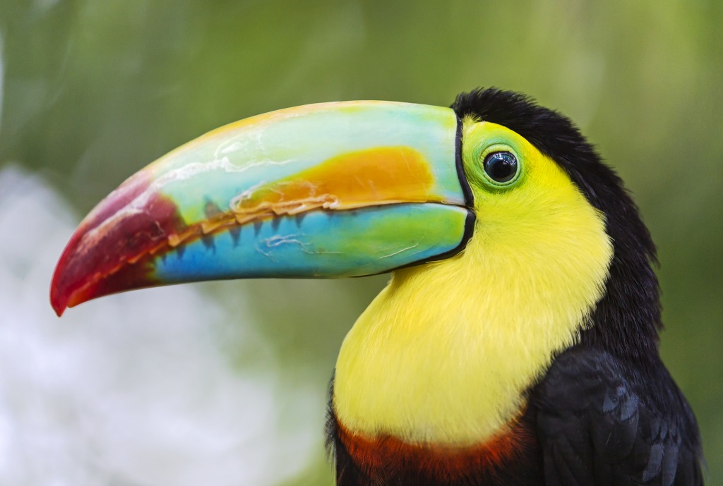 Beautiful Toucan jigsaw puzzle in Animals puzzles on TheJigsawPuzzles.com