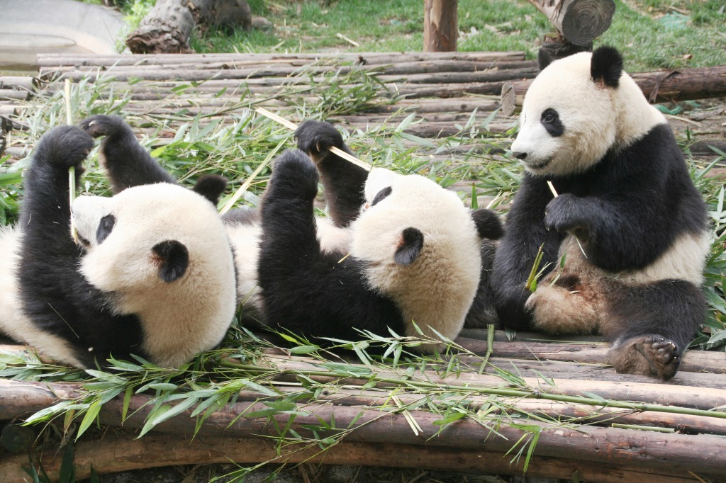 Riesenpandas, Chengdu, Sichuan jigsaw puzzle in Tiere puzzles on TheJigsawPuzzles.com
