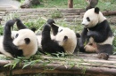 Giant Pandas, Chengdu, Sichuan