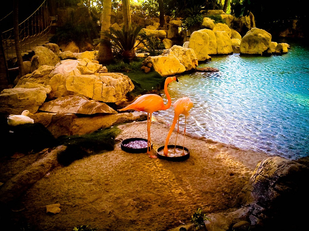 Flamingos jigsaw puzzle in Tiere puzzles on TheJigsawPuzzles.com