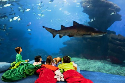 Palma de Mallorca Aquarium, Spain jigsaw puzzle in Under the Sea ...