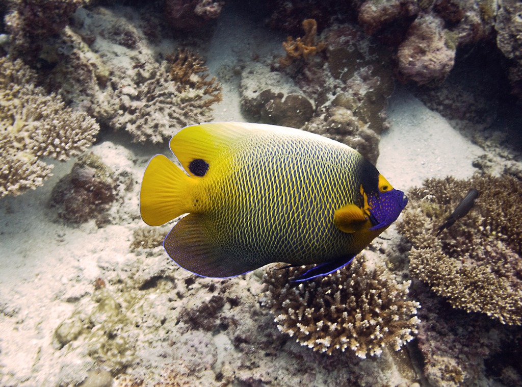 Diving Maldives: Blueface Angelfish jigsaw puzzle in Under the Sea puzzles on TheJigsawPuzzles.com