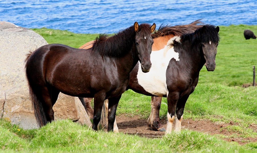 Icelandic Horses jigsaw puzzle in Puzzle of the Day puzzles on TheJigsawPuzzles.com
