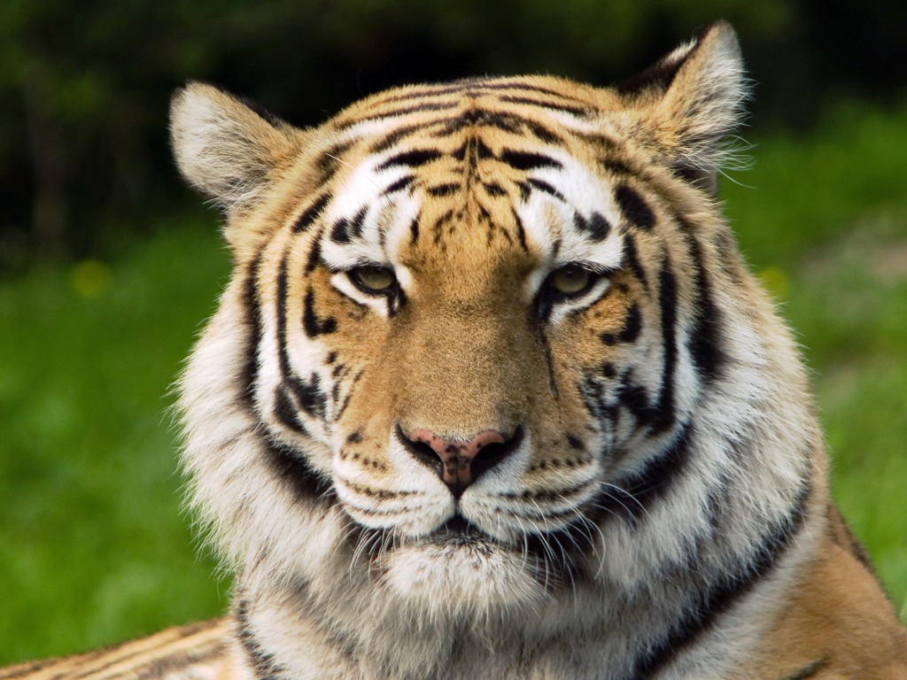 Siberian Tiger jigsaw puzzle in Animals puzzles on TheJigsawPuzzles.com