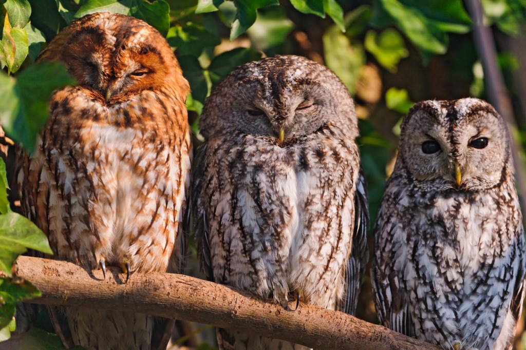 Three Owls in a Row jigsaw puzzle in Animals puzzles on TheJigsawPuzzles.com