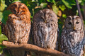 Three Owls in a Row