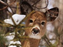 Deer Buck Tongue