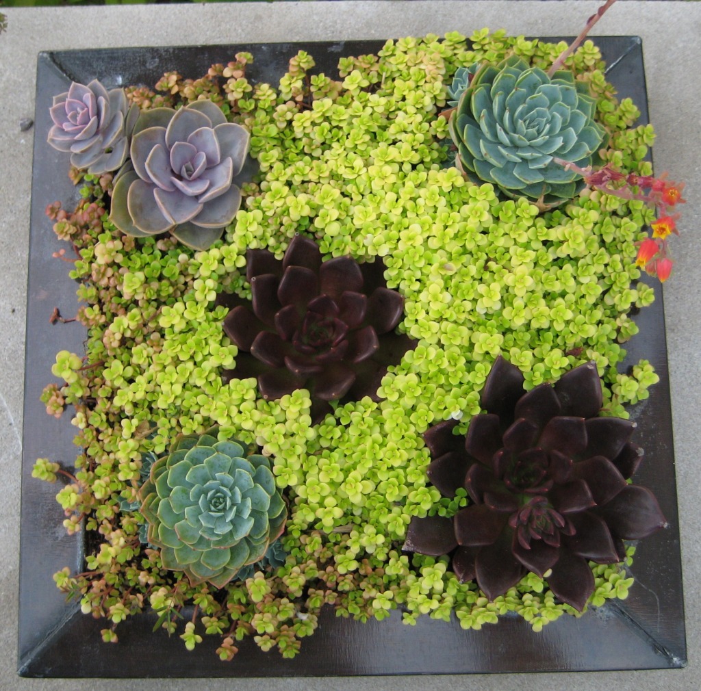 Succulents jigsaw puzzle in Flowers puzzles on TheJigsawPuzzles.com