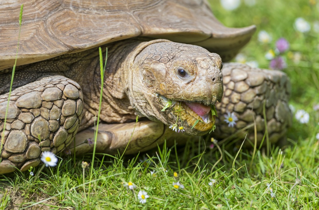 Tortoise Eating a Daisy jigsaw puzzle in Animals puzzles on TheJigsawPuzzles.com
